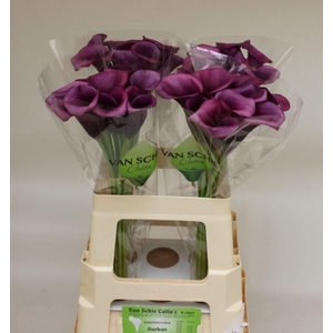 CALLA DURBAN ZANT DURBAN