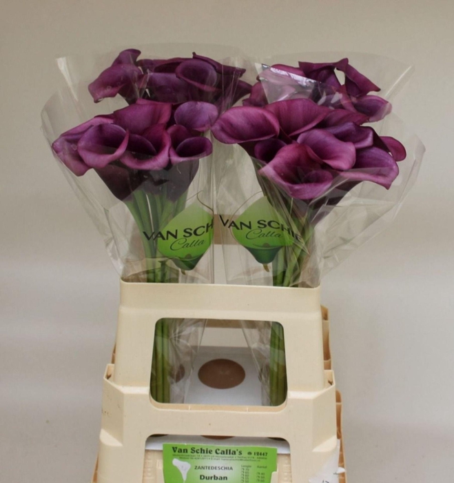 <h4>CALLA DURBAN ZANT DURBAN</h4>