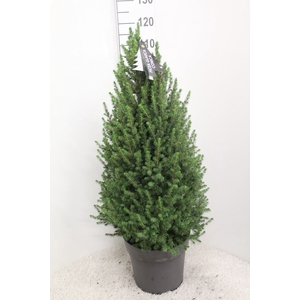 Picea glauca 'Conica'