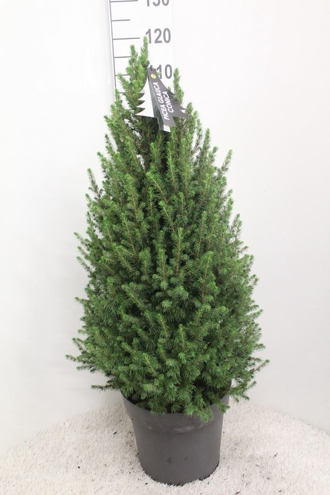 <h4>Picea glauca 'Conica'</h4>