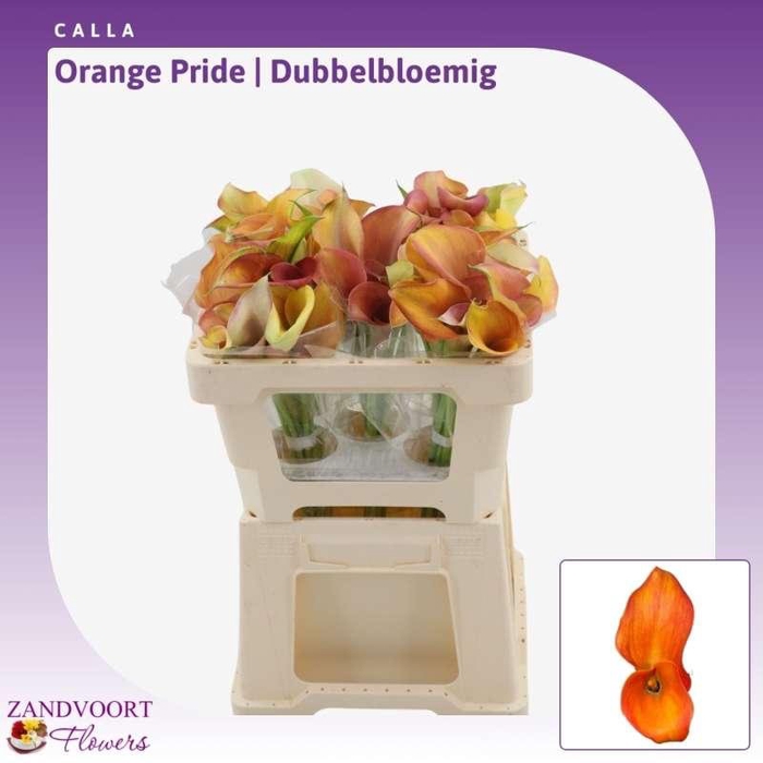 <h4>Calla Orange Pride | Dubbelbloemig</h4>
