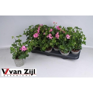 PEL PELT BALKON LILA