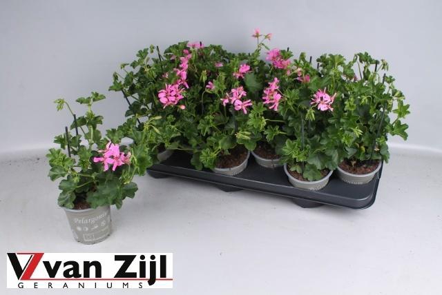 <h4>PEL PELT BALKON LILA</h4>