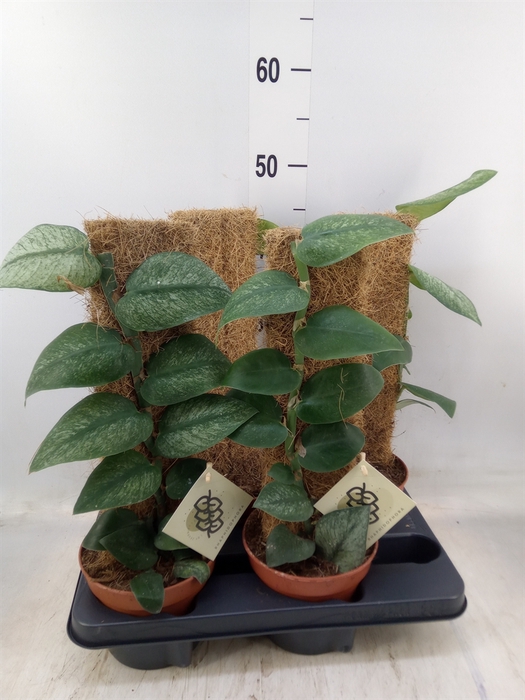 <h4>Planten   ...green L%</h4>