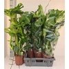 arr8 Monstera Deliciosa