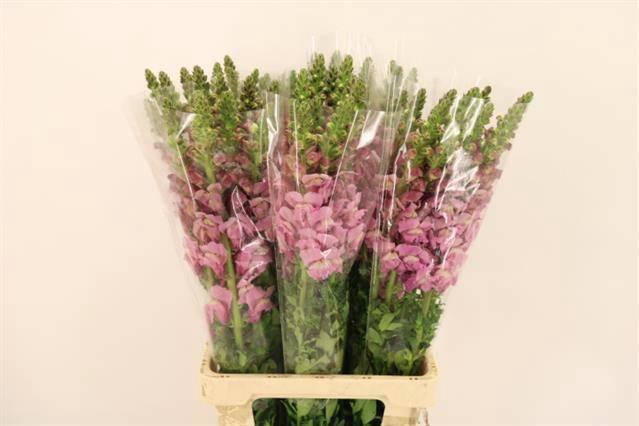 <h4>ANTIR POTO LAVEND</h4>