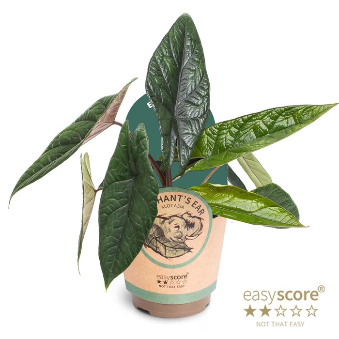 <h4>ALOCASIA HYBRID p11 scalprum</h4>
