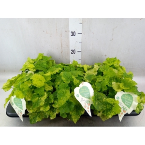 Tolmiea menziesii   ...variegated