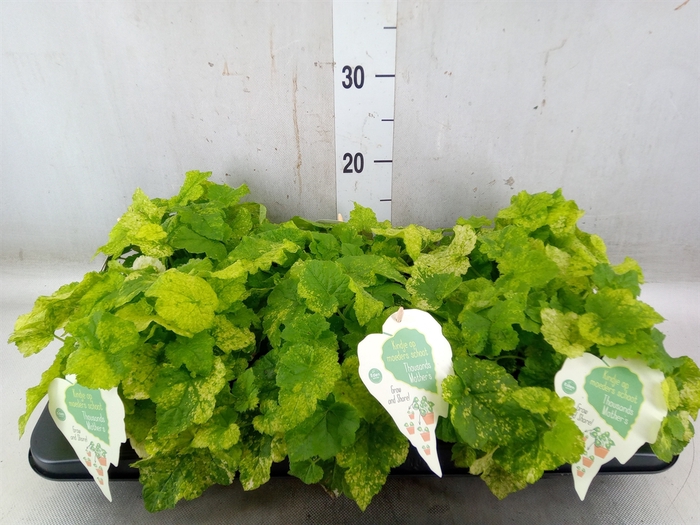 <h4>Tolmiea menziesii   ...variegated</h4>