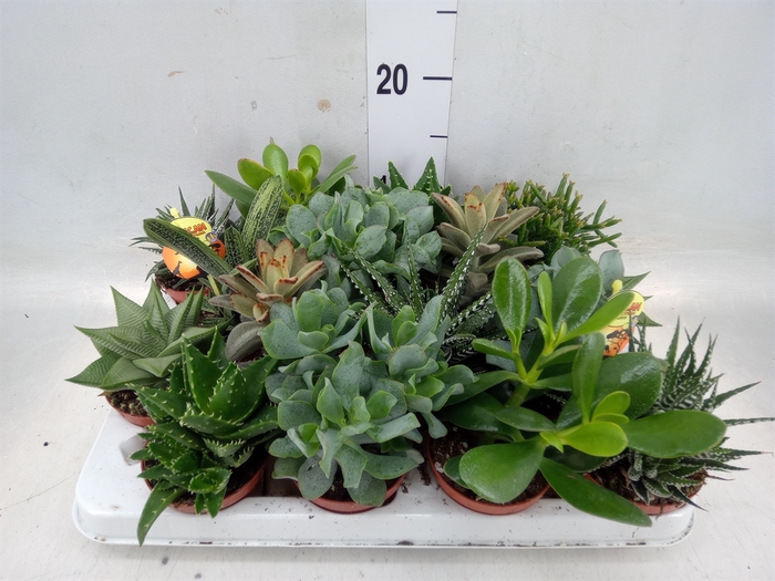 <h4>Crassula   ...mix</h4>