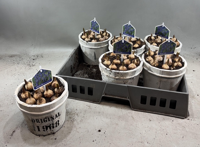 <h4>ARR MUSCARI</h4>