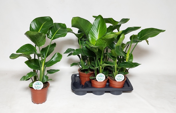 <h4>STRELITZIA NICOLAI</h4>