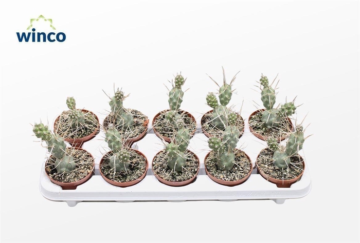 <h4>Tephrocactus Aoracanthus</h4>