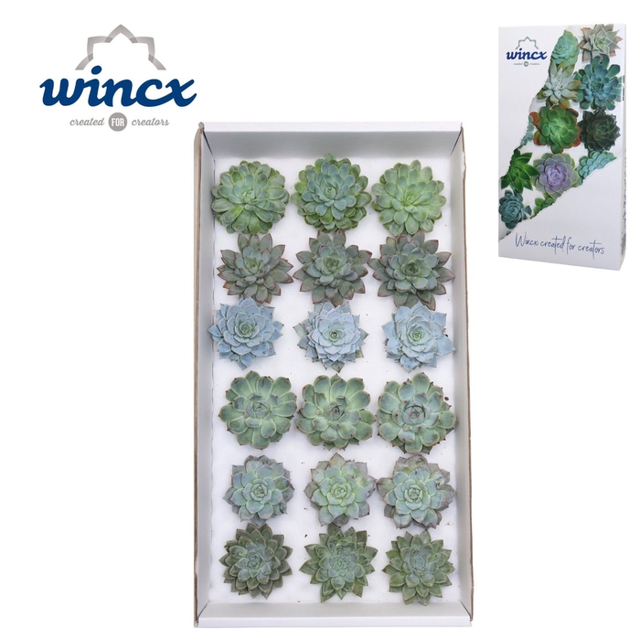 <h4>Echeveria Aqua Mix (wincx) Cutflower Wincx-8cm</h4>