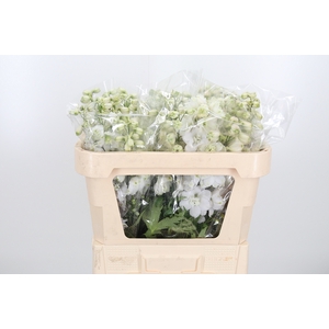 Delphinium El Cen White
