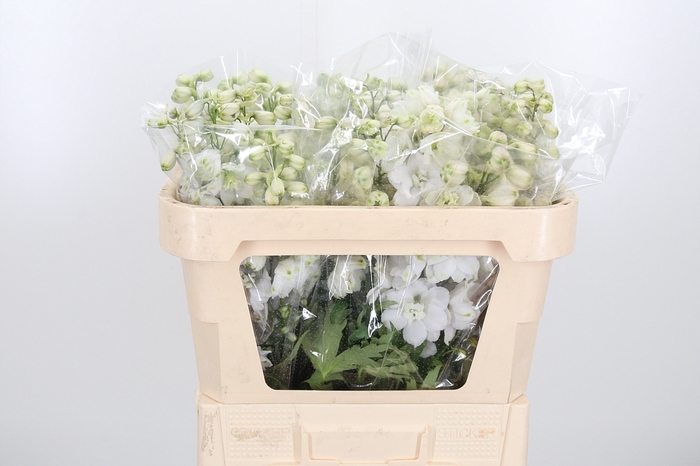 <h4>Delphinium El Cen White</h4>