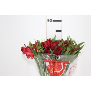 ALSTROEMERIA ANGELINA 080 CM