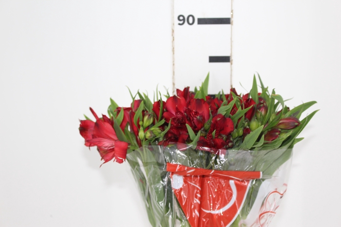 <h4>ALSTROEMERIA ANGELINA 080 CM</h4>