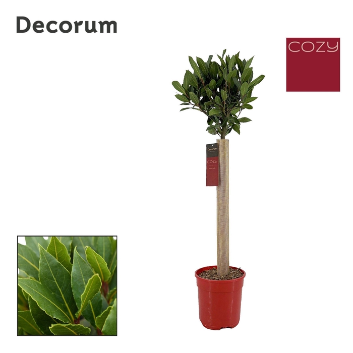 Laurus nobilis Bol op stam