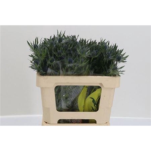 Eryngium Mag Blue Lagoon