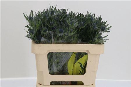 <h4>Eryngium Mag Blue Lagoon</h4>