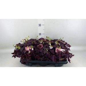 Oxalis trian. 'Mijke'