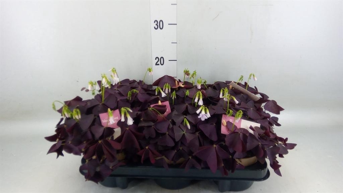 <h4>Oxalis trian. 'Mijke'</h4>