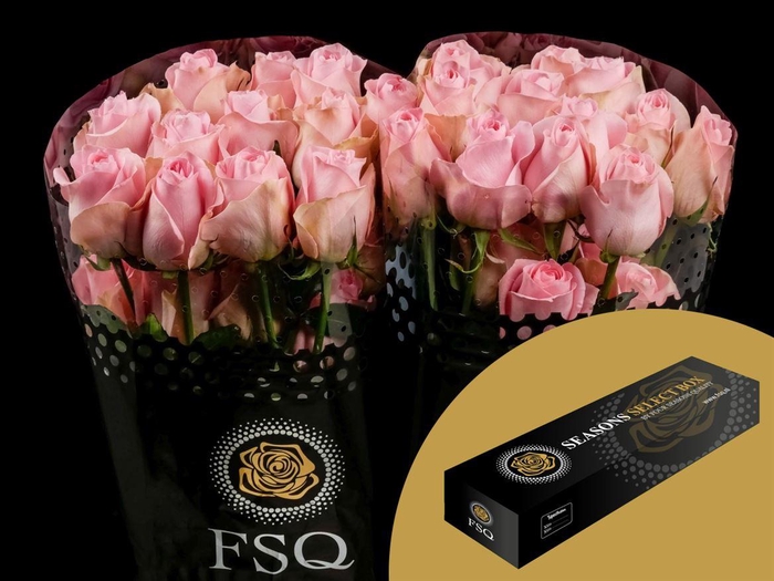 <h4>R GR Luciano Box</h4>