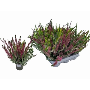 CALLU WIBOS TRIO