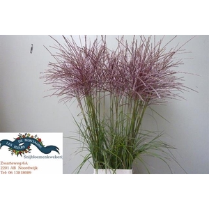 MISCANTHUS SINENSIS