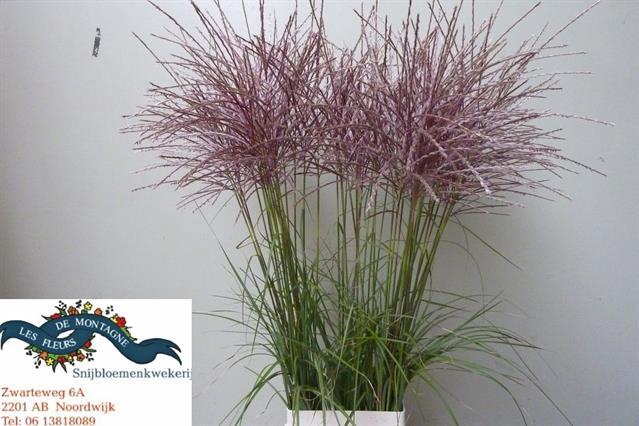<h4>MISCANTHUS SINENSIS</h4>