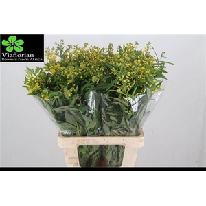 Lysimachia Vulgaris Viaflorian
