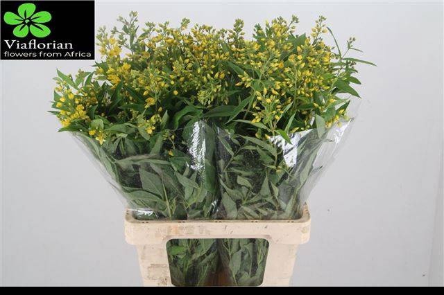 <h4>Lysimachia Vulgaris Viaflorian</h4>