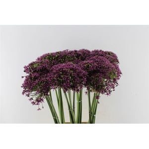 Allium Cherry