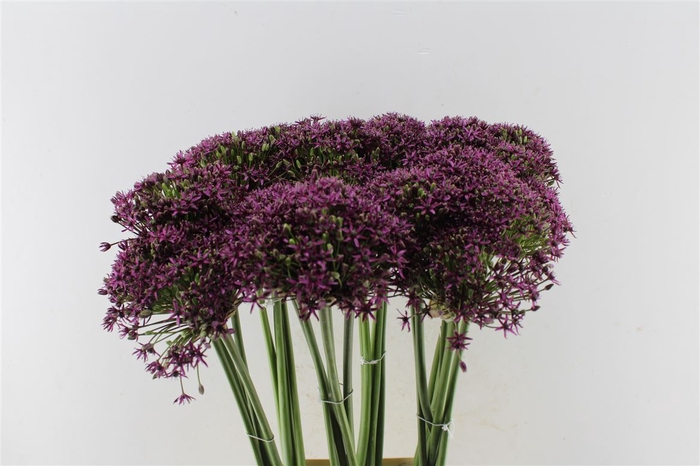 <h4>Allium Cherry</h4>