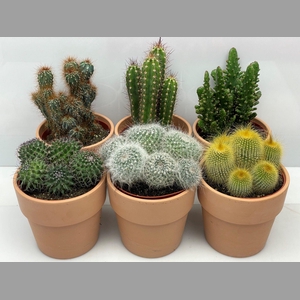 CACTUS GEM