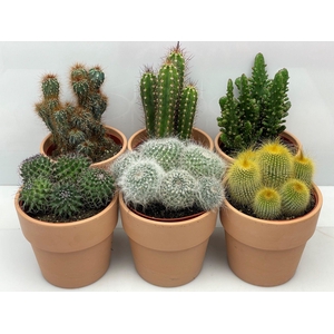 CACTUS GEM