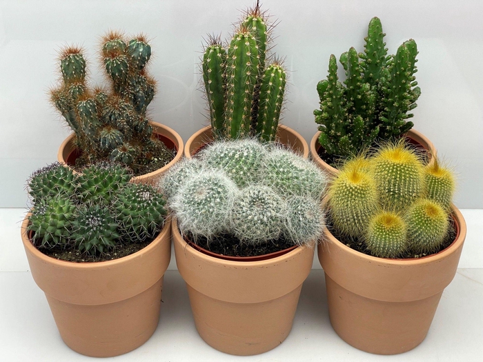 <h4>CACTUS GEM</h4>