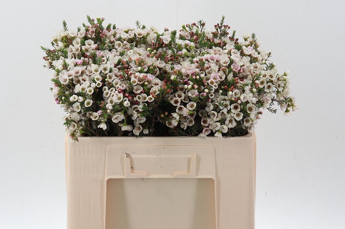 <h4>Cham un white Lion</h4>