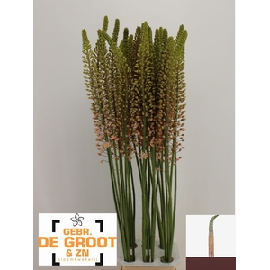 EREMURUS ROMANCE