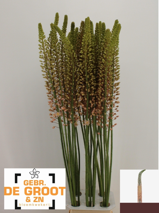 <h4>EREMURUS ROMANCE</h4>