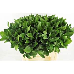 Ruscus Hypophyllum 60cm