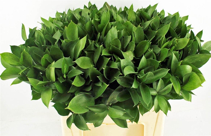 <h4>Ruscus Hypophyllum 60cm</h4>