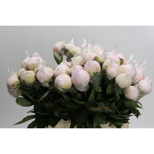 Paeonia Blush Queen