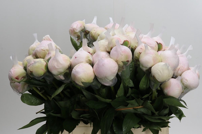 <h4>Paeonia Blush Queen</h4>