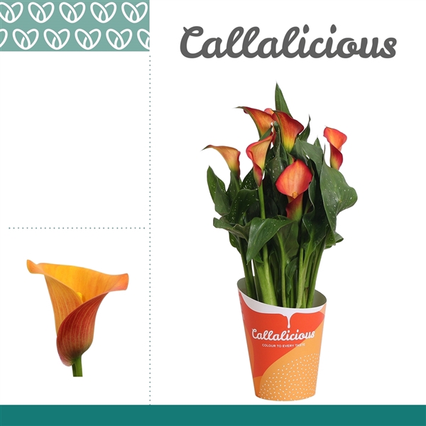 <h4>Zantedeschia Oranje in Potcover ton-sur-ton</h4>