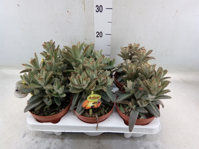 <h4>Kalanchoe NF tomentosa</h4>