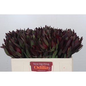 Leucadendron Saf Sunset Dark Red