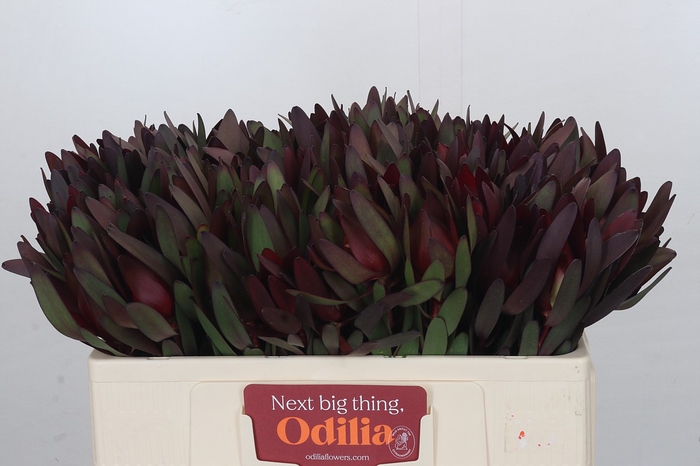 <h4>Leucadendron Saf Sunset Dark Red</h4>