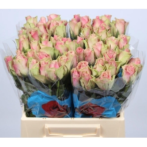 R GR BELLE ROSE